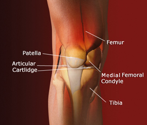 knee anatomy